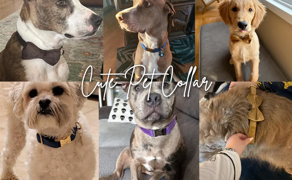 Pet Collar